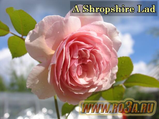 Роза A Shropshire Lad А Шропшиэ Лэд 