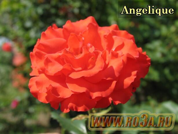 Роза Angelique Анжелика 