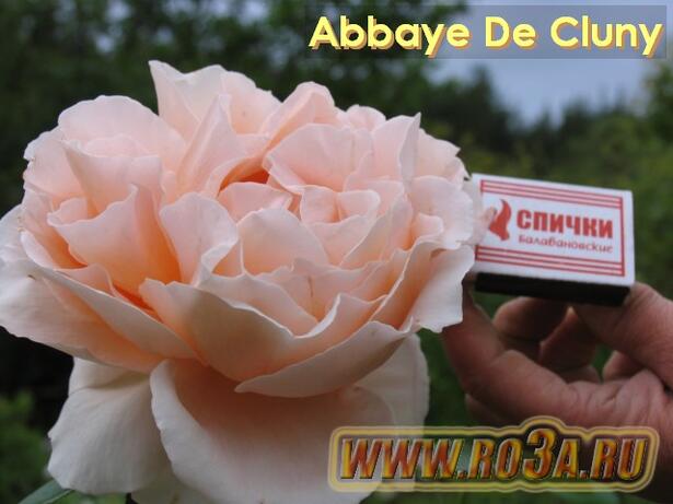 Роза Abbaye De Cluny Аббатство Клюни 