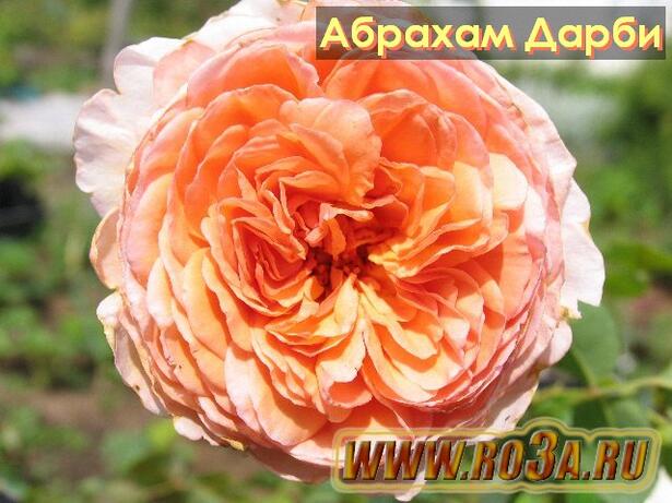 Роза Abraham Darby Абрахам Дарби 