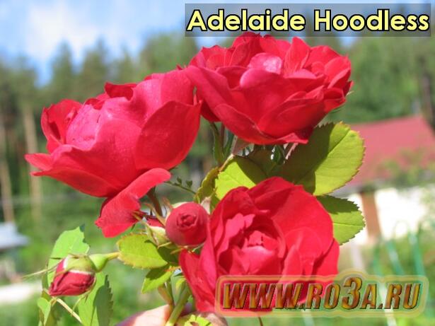 Роза Adelaide Hoodless Аделаида Худлесс 