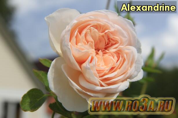 Роза Alexandrine Александрин Belle Romantica 