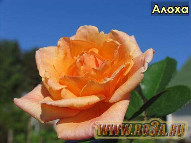Роза Aloha Алоха 