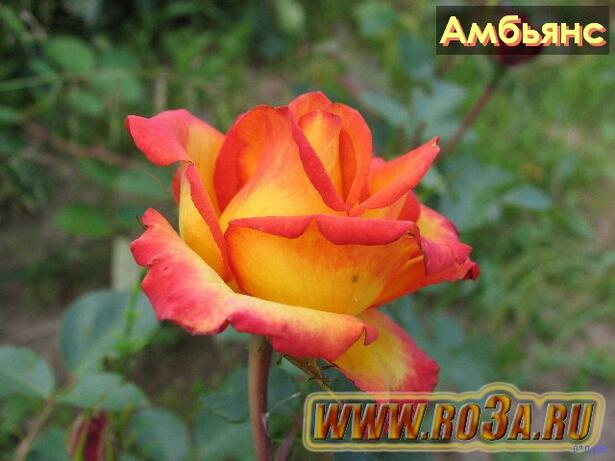 Роза Ambianse Амбьянс 