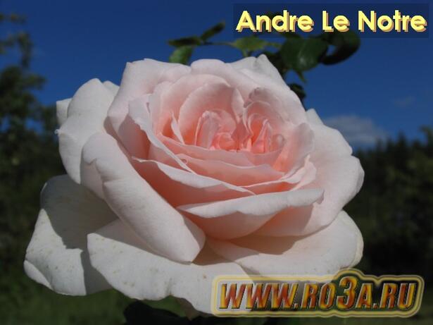 Роза Andre Le Notre Андре Ле Нотр 