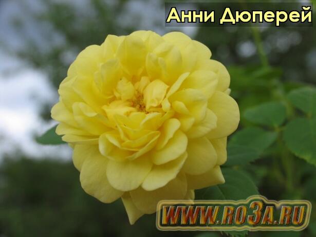 Роза Anny Duperey Анни Дюперей 