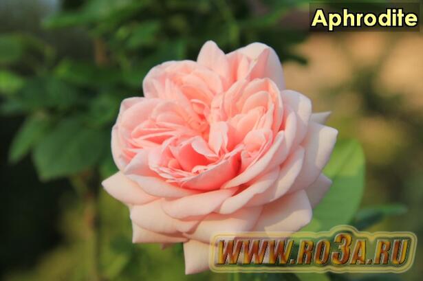 Роза Aphrodite Афродита 