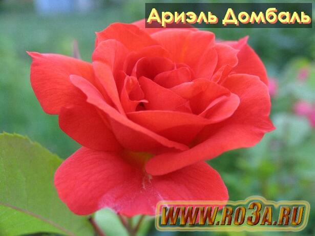 Роза Arielle Dombasle Ариэль Домбаль 