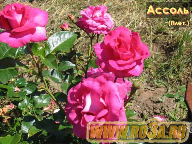Роза Assol Ассоль 