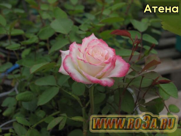 Роза Athena Атена 