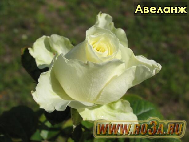 Роза Avelange Авеланж 