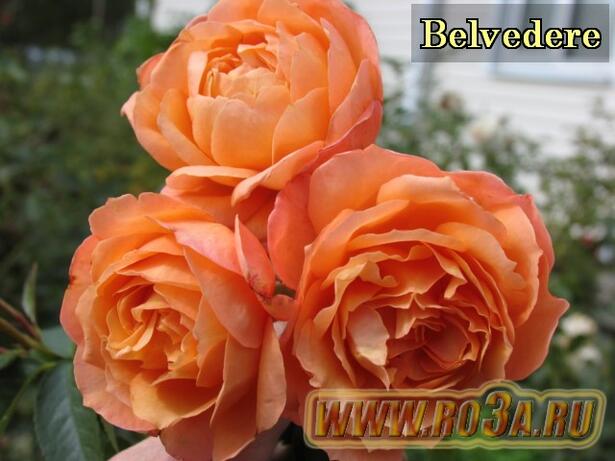 Роза Belvedere Бельведер (Полуплетистая) 