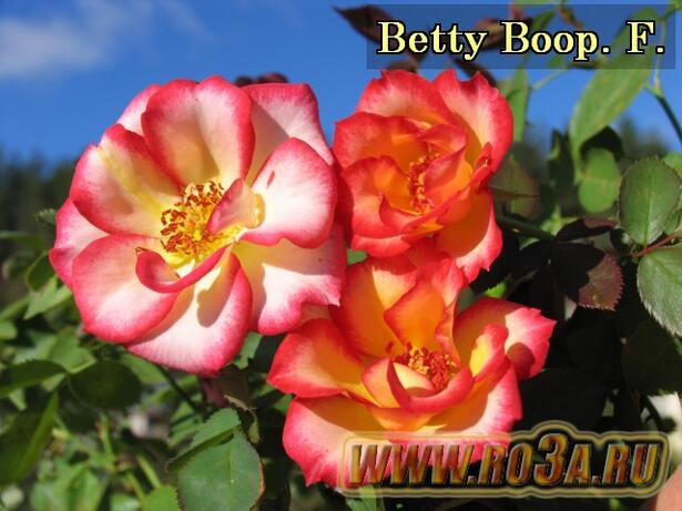 Роза Betty Boop Бетти Буп 