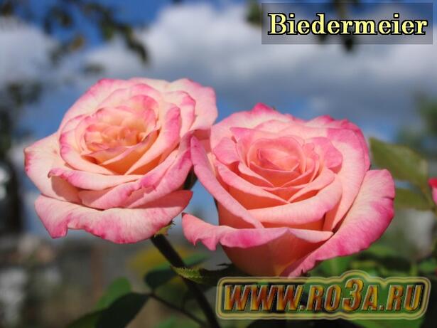 Роза Biedermeier Бидермайер 