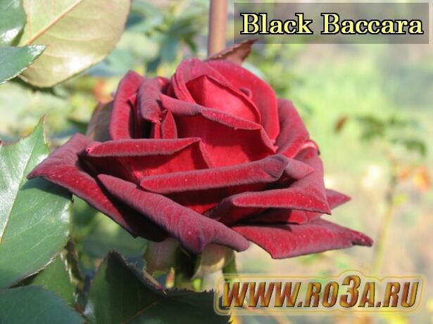 Роза Black Baccara Блэк Баккара 