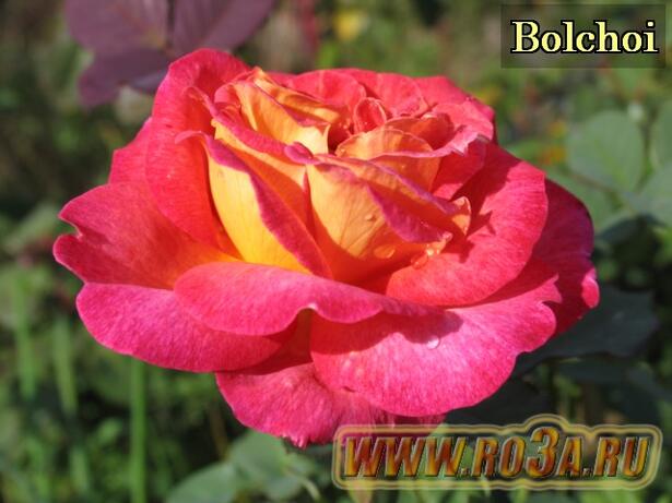 Роза Bolchoi Большой Театр 