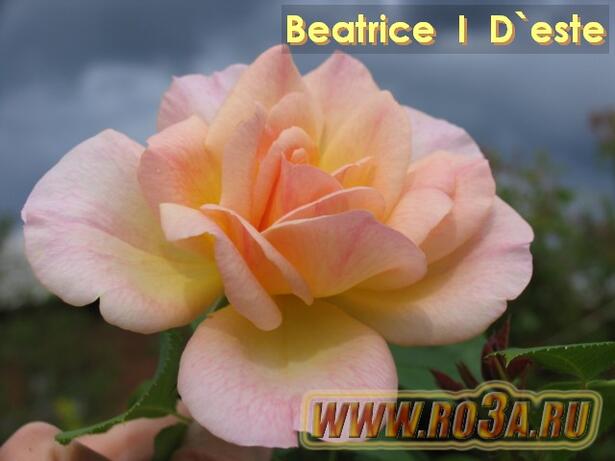 Роза Beatrice I D&prime; este Беатрис И Д&prime; эсте 