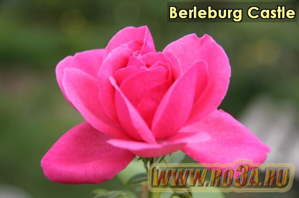 Роза Berleburg Castle Берлебург Кастл 