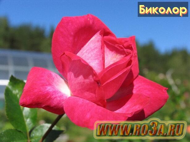 Роза Bicolor Биколор 