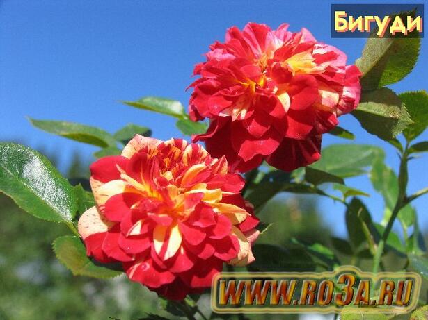 Роза Bigoudi Бигуди 