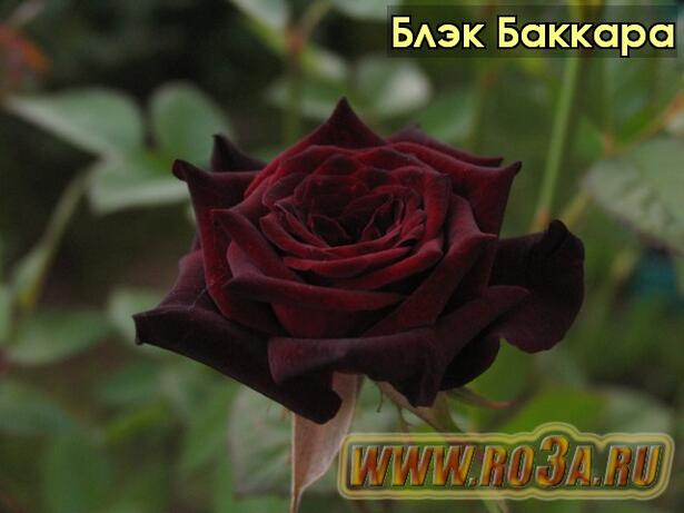 Роза Black Baccara Блэк Баккара
