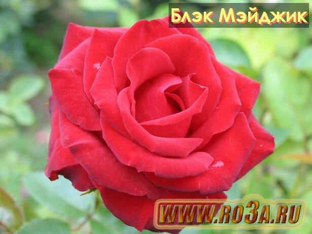 Роза Black Magic Блэк Мэйджик 