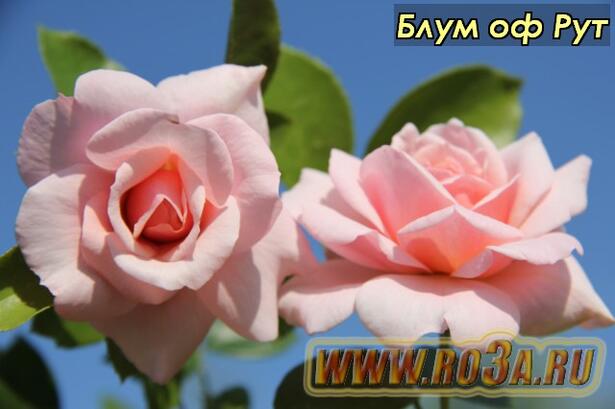 Роза Bloom of Ruth Блум оф Рут 