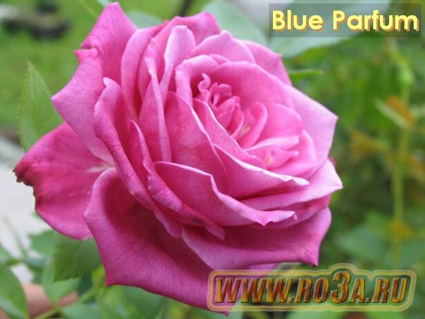 Роза Blue Parfum Блю парфюм 