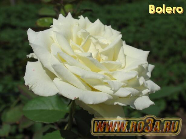 Роза Bolero Болеро 