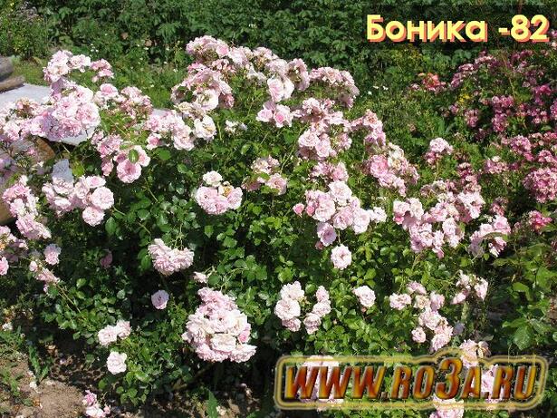 Роза Bonica 82 Боника -82 
