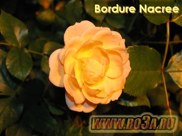 Роза Bordure Nacree Бордюр Накри 