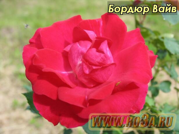 Роза Bordure Vive Бордюр Вайв 