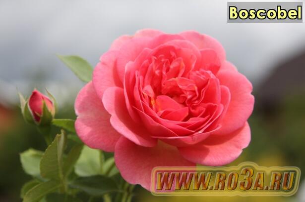 Роза Boscobel Боскобел 