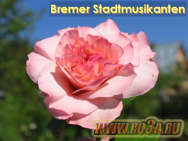Роза Bremer Stadtmusikanten Бременские Музыканты 