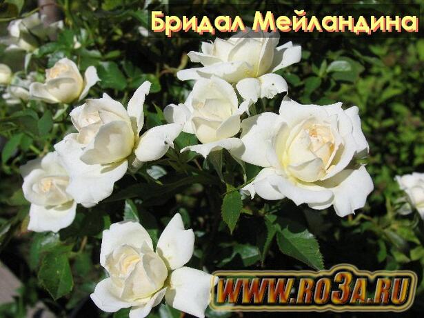 Роза Bridal Meillandina Бридал Мейландина 