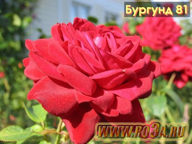 Роза Burgund 81 Бургунд 81 
