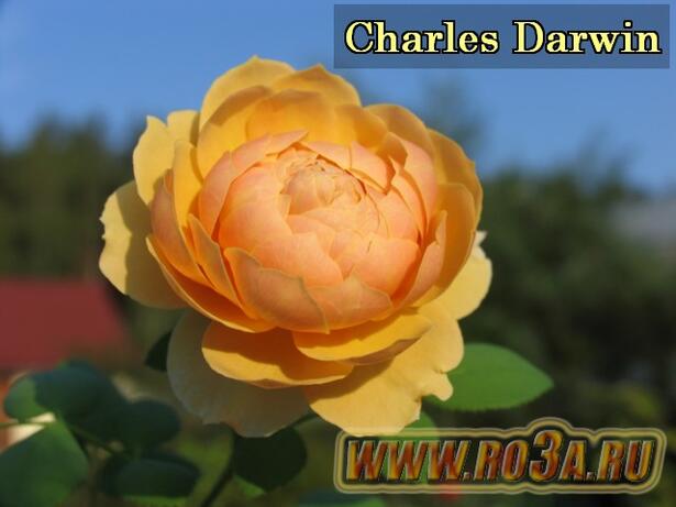Роза Charles Darwin Чарльз Дарвин 