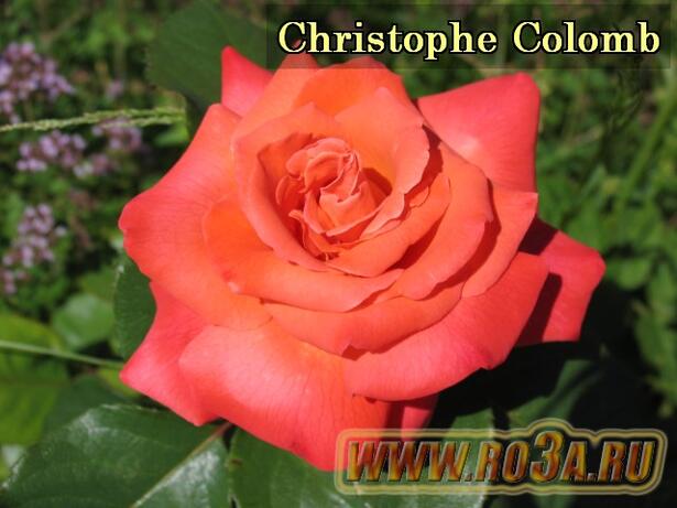 Роза Christophe Colomb Христофор Колумб 