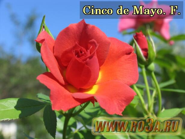 Роза Cinco de Mayo Чинко де Мао 