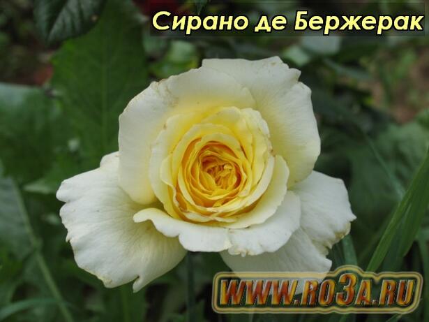 Роза Cyrano de Bergerac Сирано де Бержерак 