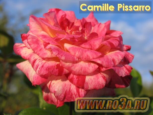 Роза Camille Pissarro Камилл Писсарро 