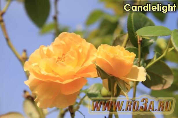Роза Candlelight Кандлелайт 
