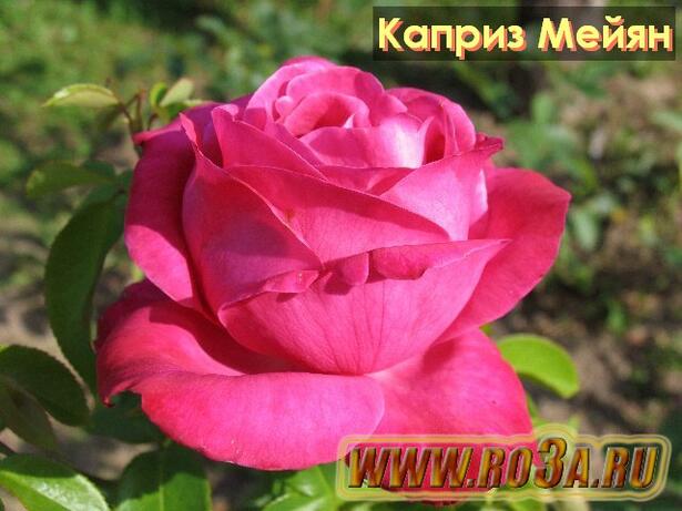 Роза Caprice de Meilland Каприз Мейян 