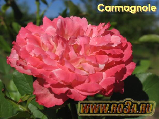 Роза Carmagnole Кармагноли 