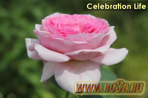 Роза Celebration Life Селебрейшн Лайф 