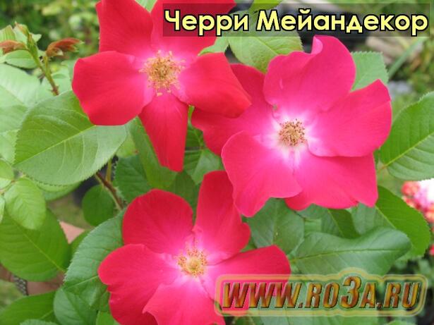 Роза Cherry Meilland Черри Мейандекор 