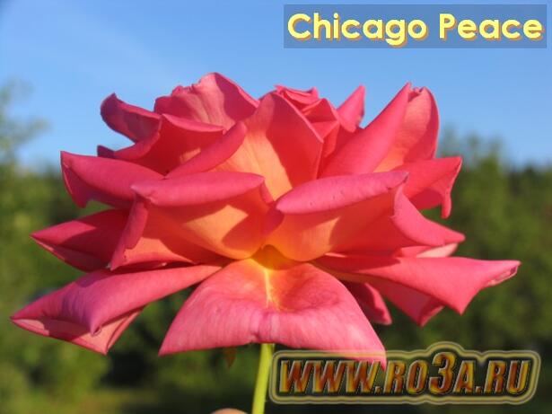 Роза Chicago Peace Чикаго Пис Johnago 