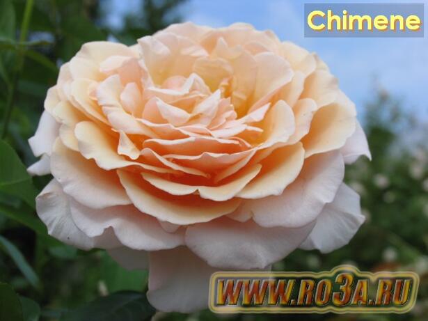 Роза Chimene Шимэнэ 