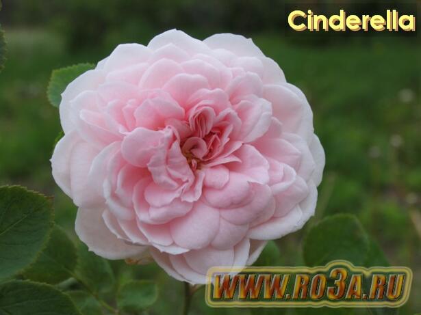 Роза Cinderella Синдерелла 
