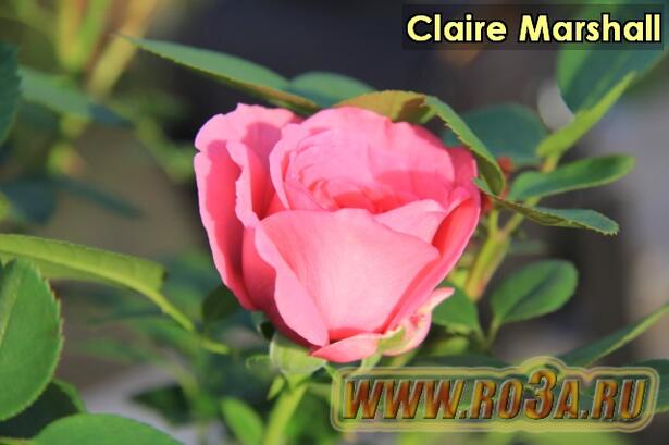 Роза Claire Marshall Клэр Маршал 